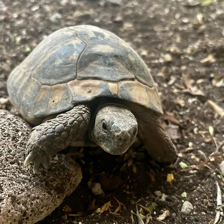 Mandarin Garden House 別荘 *