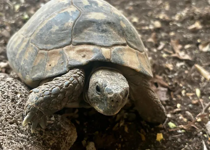 Mandarin Garden House Hébergement de vacances *